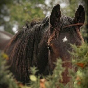 Welcome to our Closet🌺 YOU are in the WESTERN Section